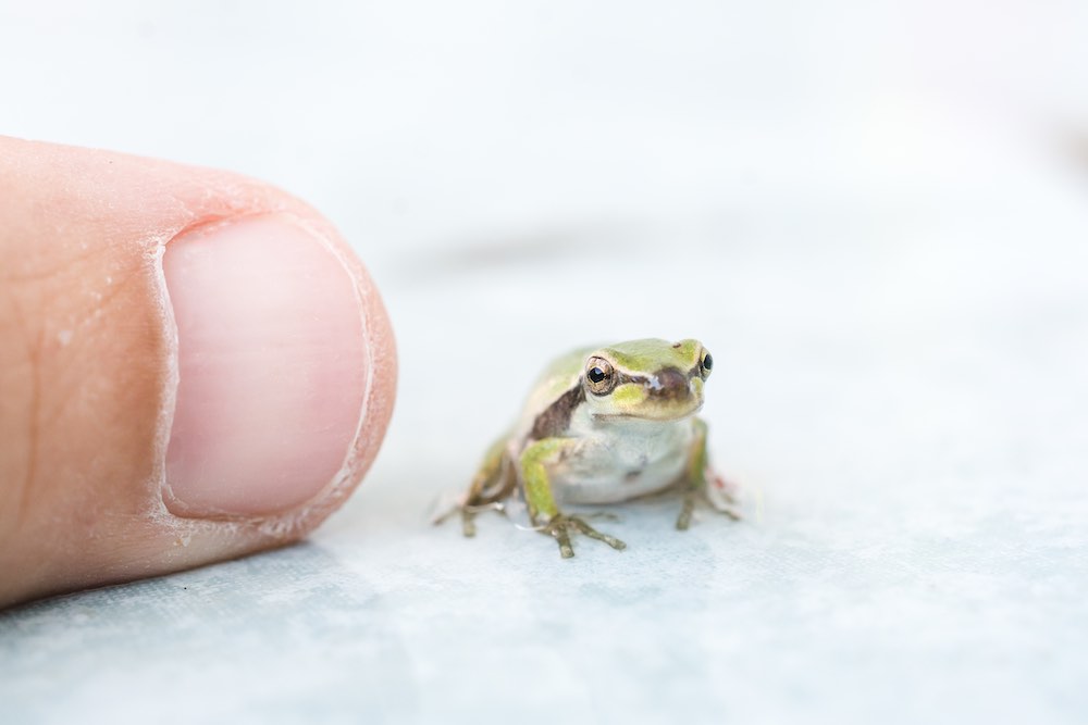 Eat That Frog: begin met je moeilijkste taak